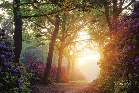 Martin Podt MPP438 - Color Overdose Trees, Path, Flowers, Sunlight, Sunbeams, Forest from Penny Lane