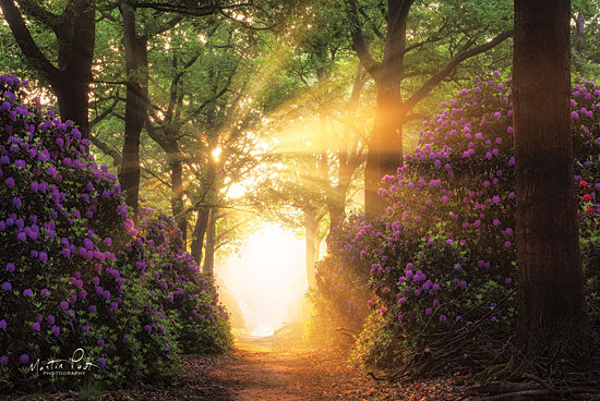 Martin Podt MPP439 - Kaboom Trees, Path, Purple Flowers, Flowers, Sunlight, Sunbeam from Penny Lane