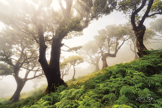 Martin Podt MPP461 - Just Some Trees on a Hill  - 18x12 Trees, Forest, Ferns, Botanical from Penny Lane