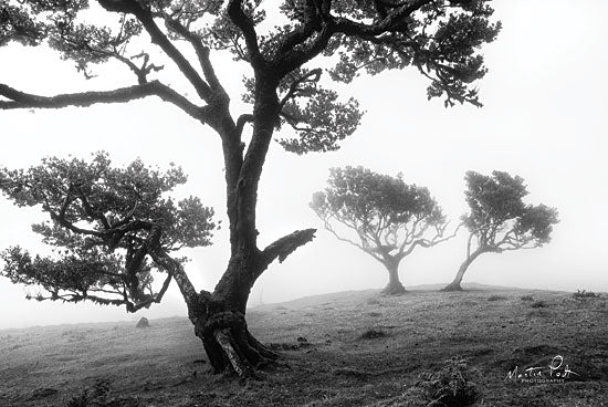 Martin Podt MPP462 - Creatures  - 18x12 Trees, Forest, Black & White from Penny Lane