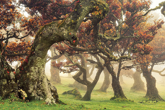 Martin Podt MPP475 - Fanal Forest, Trees, Flowering Trees, Gnarled Trees, Misty from Penny Lane