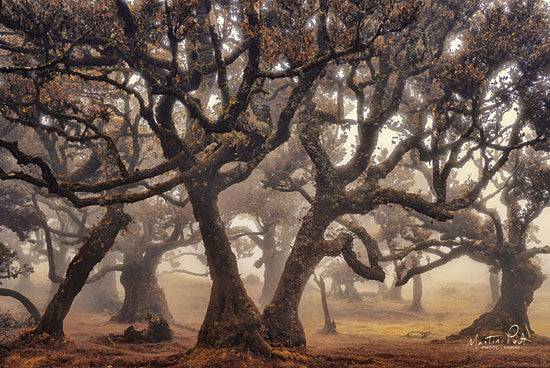 Martin Podt MPP485 - MPP485 - The Hidden Truth      - 18x12 Landscape, Trees, Photography from Penny Lane