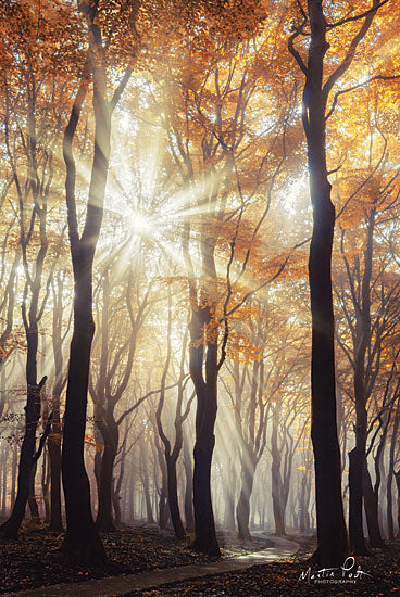 Martin Podt MPP497 - Explosion - 12x18 Path, Pathway, Forest, Trees, Sunlight, Autumn from Penny Lane