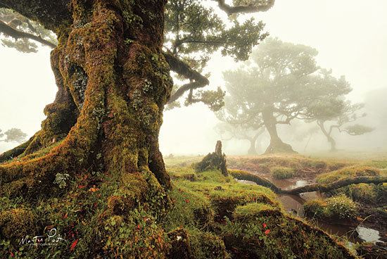 Martin Podt MPP501 - World of Magic - 18x12 Trees, Misty, Forest, Moss from Penny Lane