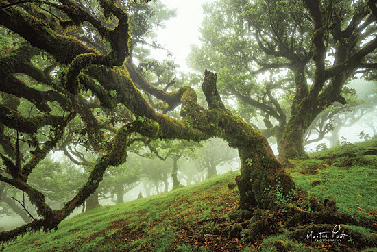 Martin Podt MPP502 - Tentacles - 18x12 Trees, Roots, Moss, Forest, Misty, Foggy from Penny Lane