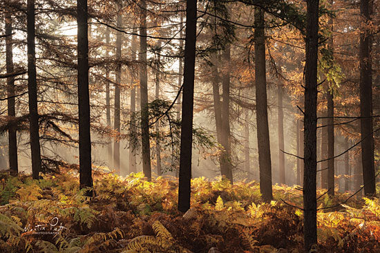 Martin Podt MPP525 - Fern Forest - 18x12 Ferns, Forest, Trees, Sunlight from Penny Lane