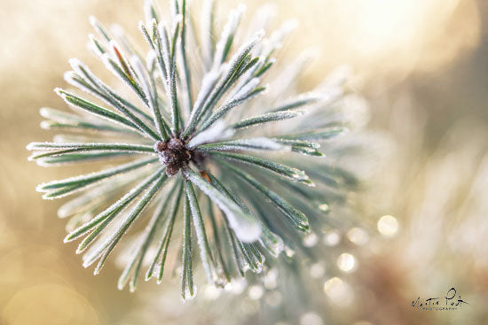 Martin Podt MPP530 - Winter Details - 18x12 Pine, Winter, Snow, Frozen from Penny Lane
