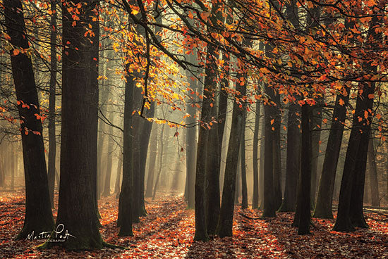 Martin Podt MPP536 - MPP536 - Bunch of Trees - 18x12 Photography, Trees, Forest, Fall, Autumn, Sunlight from Penny Lane