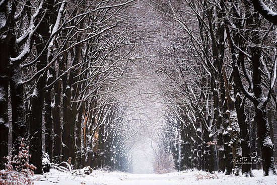 Martin Podt MPP541 - MPP541 - Winter Tunnel - 18x12 Photography, Trees, Path, Road, Winter, Snow from Penny Lane
