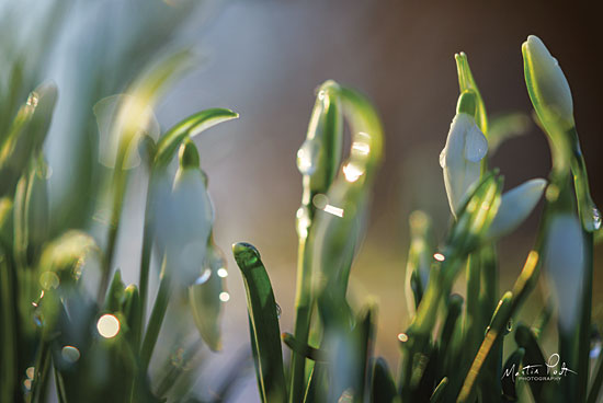 Martin Podt MPP549 - MPP549 - Snowdrops II - 18x12 Photography, Flowers, Snowdrops from Penny Lane