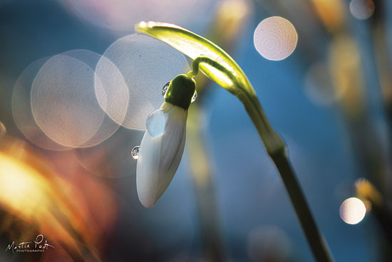 Martin Podt MPP551 - MPP551 - Snowdrops IV - 18x12 Photography, Flowers, Snowdrops from Penny Lane