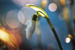 MPP551 - Snowdrops IV - 18x12