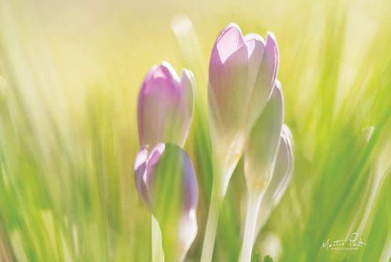 Martin Podt MPP554 - MPP554 - Soft Crocus - 18x12 Flowers, Purple Flowers, Blooms, Crocus, Photography from Penny Lane