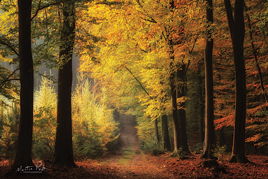 Martin Podt MPP559 - MPP559 - Autumn Mood - 18x12 Trees, Forest, Autumn, Leaves, Path, Photography from Penny Lane