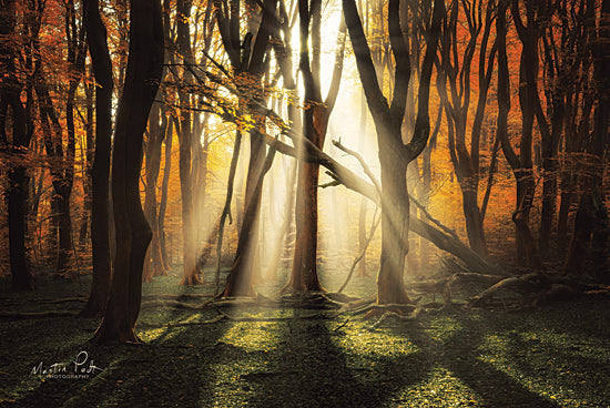 Martin Podt MPP561 - MPP561 - The Awakening - 18x12 Trees, Forest, Sunlight, Moss, Photography from Penny Lane
