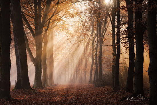 Martin Podt MPP563 - MPP563 - Look for the Light in All Things - 18x12 Trees, Forest, Sunlight, Path, Photography from Penny Lane