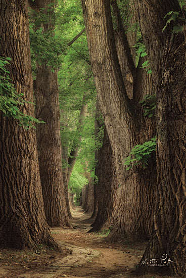 Martin Podt MPP568 - MPP568 - Roads were Made for Journeys - 12x18 Trees, Pathway, Sunlight, Photography from Penny Lane