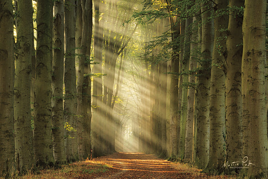 Martin Podt MPP569 - MPP569 - Some Light - 18x12 Trees, Pathway, Sunlight, Photography from Penny Lane