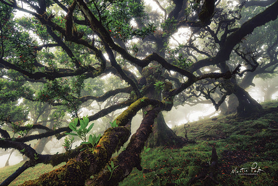 Martin Podt MPP575 - MPP575 - Tentacles - 18x12 Trees, Landscape, Photography from Penny Lane