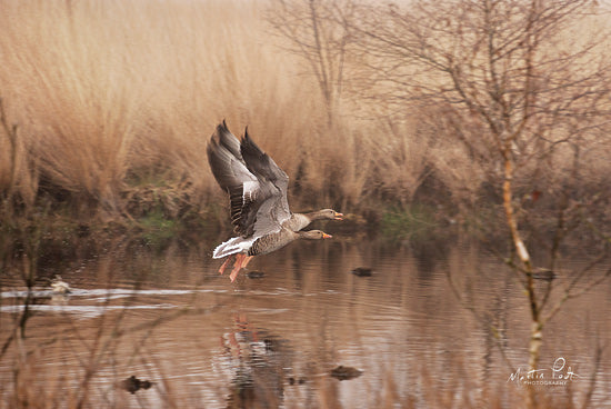 Martin Podt MPP576 - MPP576 - Fly Away - 18x12 Ducks, Photography, Pond from Penny Lane