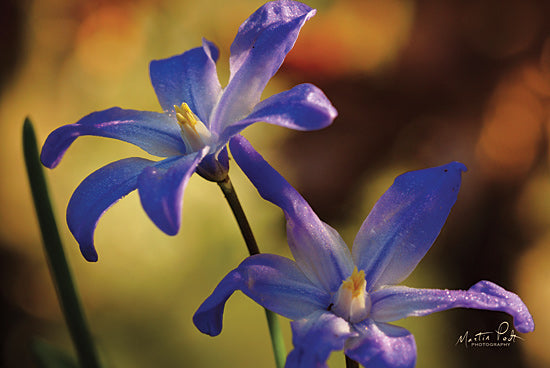 Martin Podt MPP578 - MPP578 - Chionodoxa II - 18x12 Flowers, Chionodoxa, Photography from Penny Lane