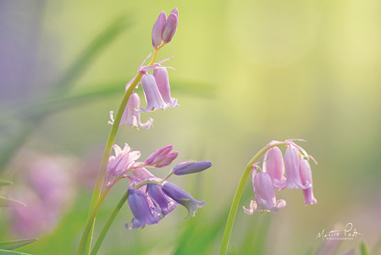 Martin Podt MPP581 - MPP581 - Bluebell I - 18x12 Flowers, Bellflower, Photography from Penny Lane