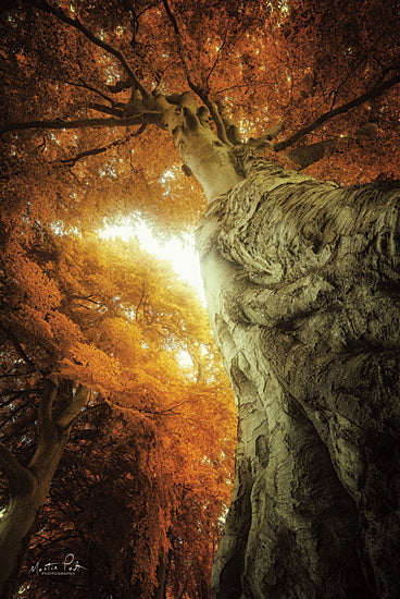 Martin Podt MPP587 - MPP587 - Look Up Autumn - 12x18 Photography, Trees, Autumn from Penny Lane
