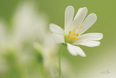 MPP591 - Stellaria Holostea - 18x12