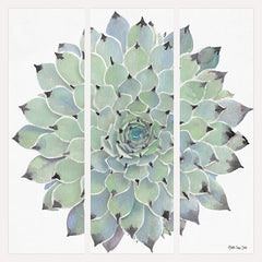 SDS235 - Agave Triptych 1 - 12x12
